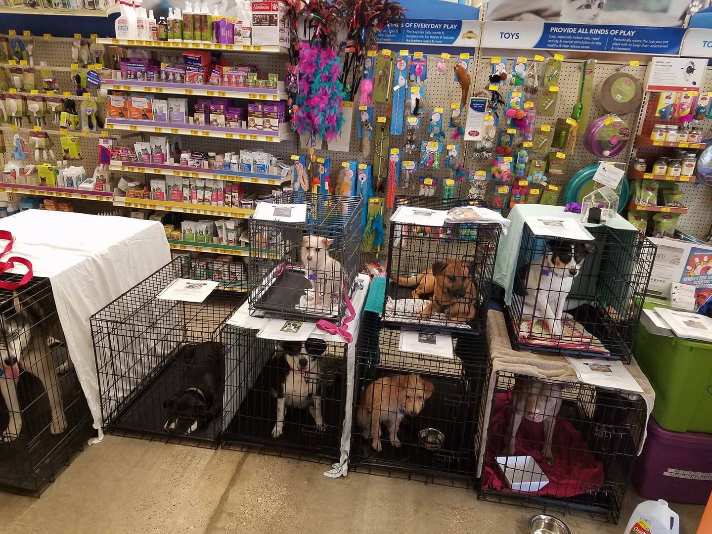 Houston Cares PetSmart Adoption Event